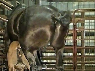 Muscular black stallion penetrates petite pony in stable
